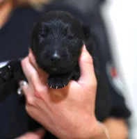 Daffodil , a female German Shepherd Dog for sale in Denver, CO – 4 of 4