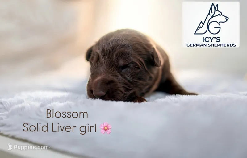Blossom  – German Shepherd Dog puppy on hold in Denver, CO