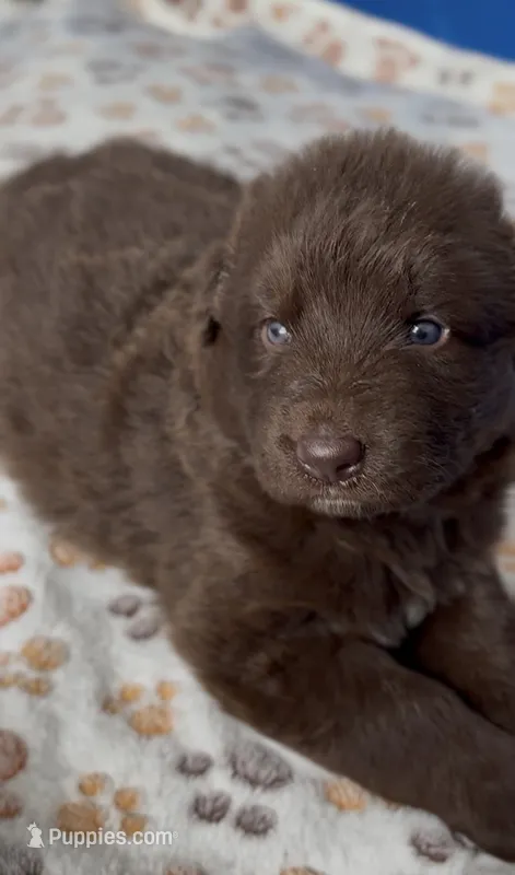 Dandelion – German Shepherd Dog puppy for sale in Denver, CO