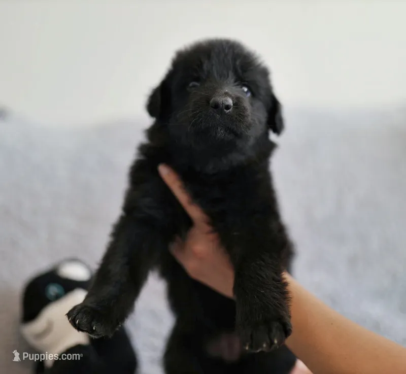 Daffodil  – German Shepherd Dog puppy for sale in Denver, CO