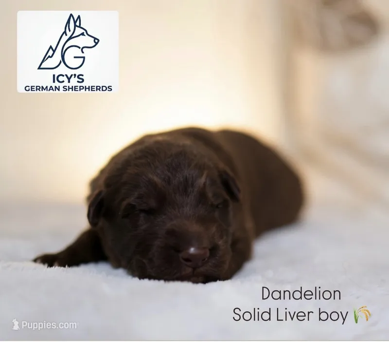 Dandelion – German Shepherd Dog puppy on hold in Denver, CO
