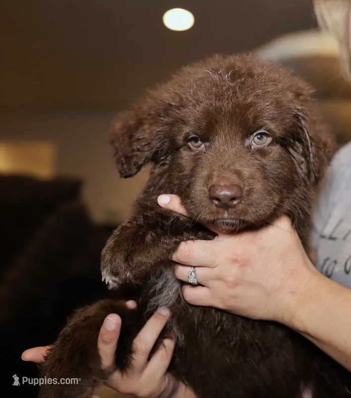 Dandelion – German Shepherd Dog puppy on hold in Denver, CO