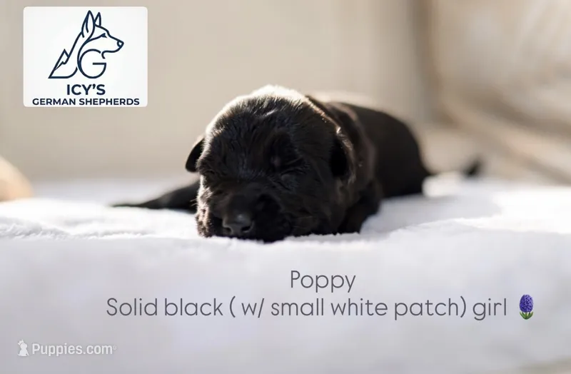 Poppy – German Shepherd Dog puppy for sale in Denver, CO
