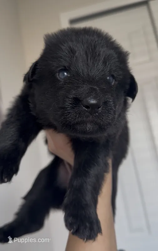Daffodil  – German Shepherd Dog puppy for sale in Denver, CO
