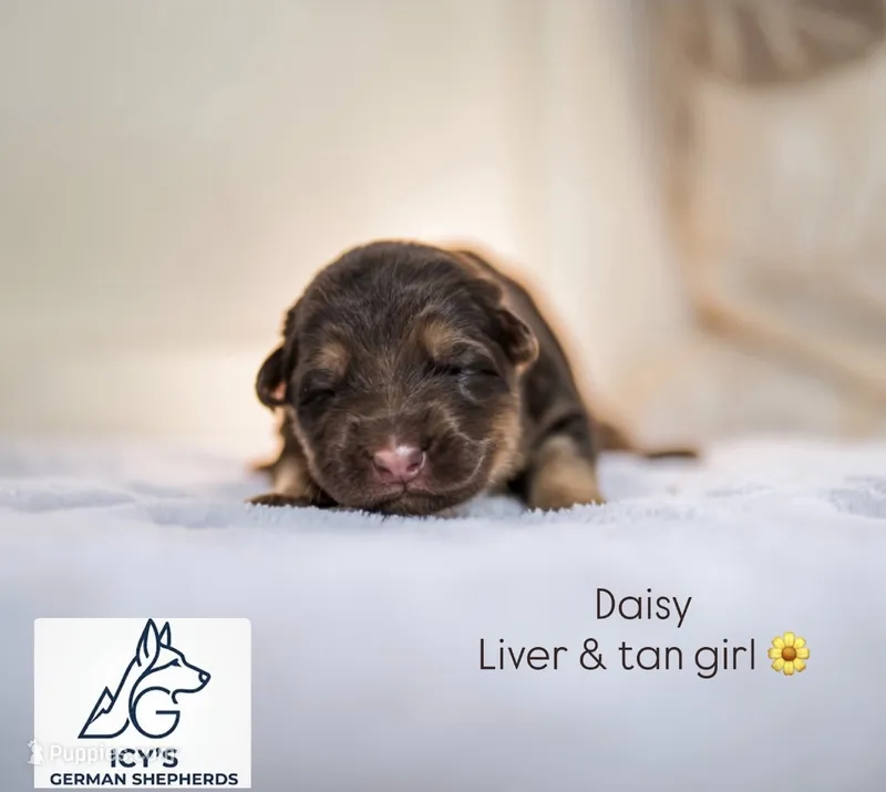 Daisy – German Shepherd Dog puppy for sale in Denver, CO