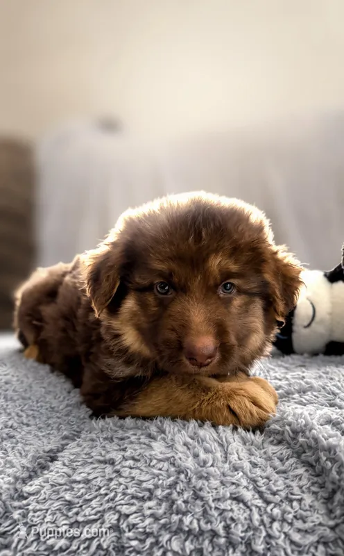 Daisy – German Shepherd Dog puppy on hold in Denver, CO