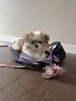 LOU LOU, a male Pomeranian and Shih Tzu for sale in Marysville, WA – Photo 4 of 6