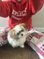 LOU LOU, a male Pomeranian and Shih Tzu for sale in Marysville, WA – Photo 3 of 6