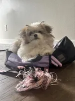 LOU LOU, a male Pomeranian and Shih Tzu for sale in Marysville, WA – Photo 6 of 6