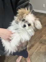LOU LOU, a male Pomeranian and Shih Tzu for sale in Marysville, WA – Photo 2 of 6