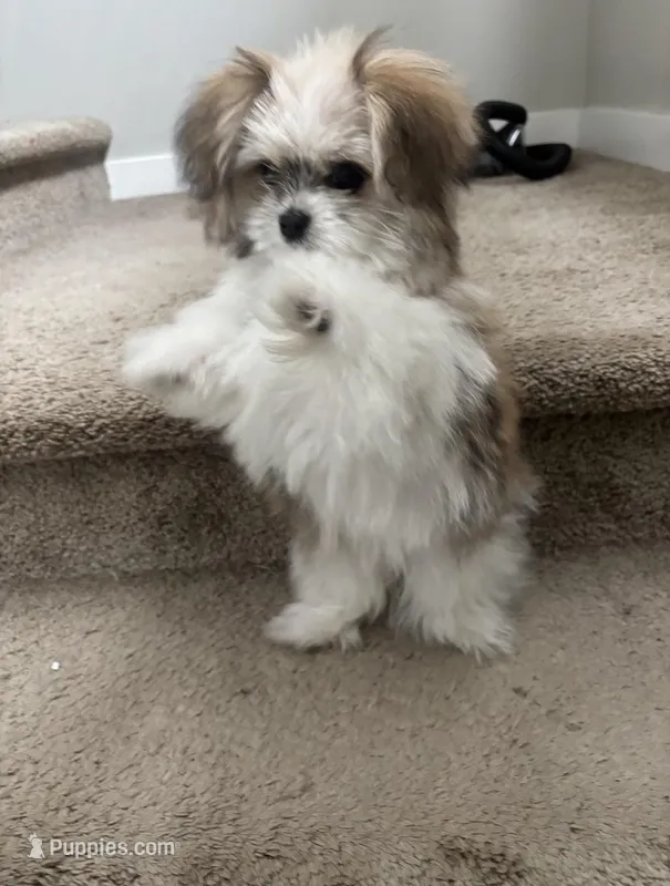 LOU LOU – Pomeranian, Shih Tzu puppy for sale in Marysville, WA