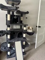 LOU LOU, a male Pomeranian and Shih Tzu for sale in Marysville, WA – Photo 5 of 6