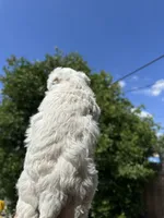 Dove, a female Maltipoo for sale in San Bernardino, CA – 3 of 4