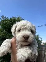 Rumi, a female Maltipoo for sale in San Bernardino, CA – 2 of 4