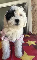 Daisy, a female Maltipoo for sale in San Bernardino, CA – 6 of 10