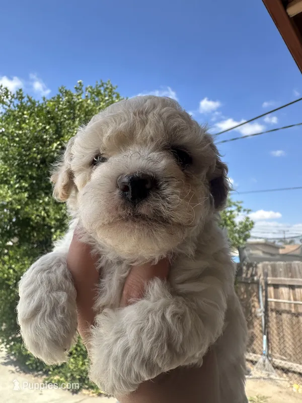 Teddy – Maltipoo puppy for sale in San Bernardino, CA