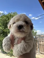 Teddy, a male Maltipoo for sale in San Bernardino, CA – 1 of 4