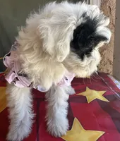 Daisy, a female Maltipoo for sale in San Bernardino, CA – 4 of 10