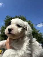 Matcha , a female Maltipoo for sale in San Bernardino, CA – 4 of 5