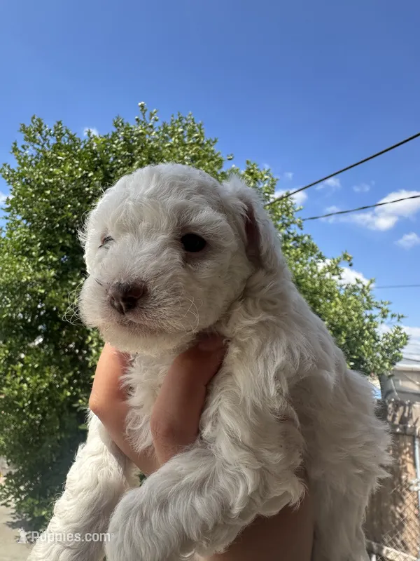 Dove – Maltipoo puppy for sale in San Bernardino, CA