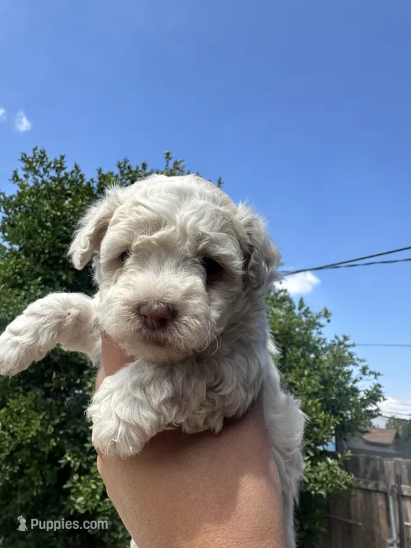 Rumi – Maltipoo puppy for sale in San Bernardino, CA