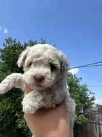 Rumi, a female Maltipoo for sale in San Bernardino, CA – 1 of 4