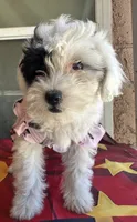 Daisy, a female Maltipoo for sale in San Bernardino, CA – 9 of 10