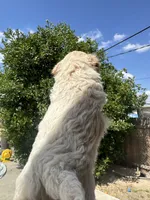 Teddy, a male Maltipoo for sale in San Bernardino, CA – 4 of 4