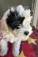 Daisy, a female Maltipoo for sale in San Bernardino, CA – 5 of 10