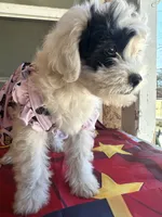 Daisy, a female Maltipoo for sale in San Bernardino, CA – 3 of 10