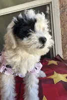 Daisy, a female Maltipoo for sale in San Bernardino, CA – 2 of 10