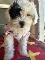 Daisy, a female Maltipoo for sale in San Bernardino, CA – 8 of 10