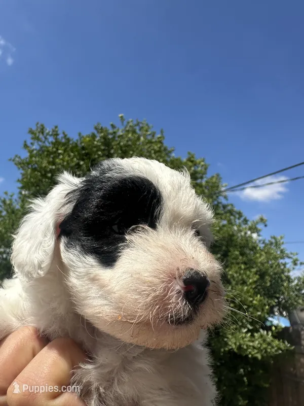 Matcha  – Maltipoo puppy for sale in San Bernardino, CA