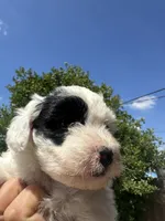 Matcha , a female Maltipoo for sale in San Bernardino, CA – 1 of 5