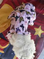 Daisy, a female Maltipoo for sale in San Bernardino, CA – 7 of 10