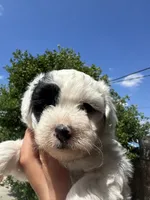 Matcha , a female Maltipoo for sale in San Bernardino, CA – 3 of 5