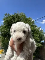 Dove, a female Maltipoo for sale in San Bernardino, CA – 2 of 4