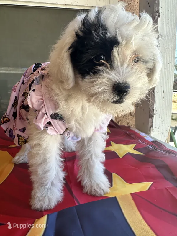 Daisy, a female Maltipoo for sale in San Bernardino, CA – 1 of 10