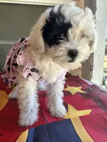 Daisy, a female Maltipoo for sale in San Bernardino, CA – 1 of 10