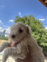 Dove, a female Maltipoo for sale in San Bernardino, CA – 4 of 4