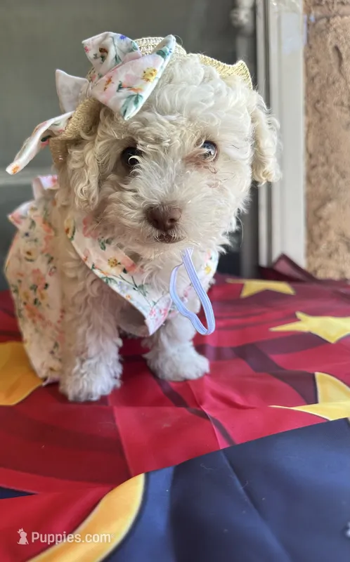 Rumi – Maltipoo puppy for sale in San Bernardino, CA
