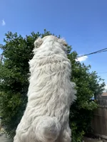Rumi, a female Maltipoo for sale in San Bernardino, CA – 3 of 4