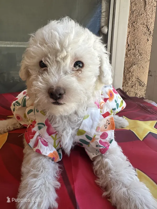 Dove – Maltipoo puppy for sale in San Bernardino, CA