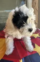 Daisy, a female Maltipoo for sale in San Bernardino, CA – 10 of 10