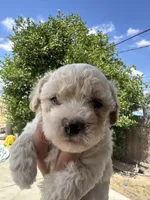 Teddy, a male Maltipoo for sale in San Bernardino, CA – 3 of 4