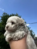 Rumi, a female Maltipoo for sale in San Bernardino, CA – 4 of 4