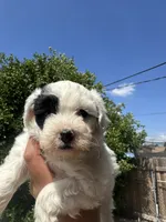 Matcha , a female Maltipoo for sale in San Bernardino, CA – 2 of 5