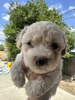 Teddy, a male Maltipoo for sale in San Bernardino, CA – 2 of 4