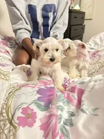 Drama, a female Miniature Schnauzer for sale in Tucson, AZ – 3 of 3