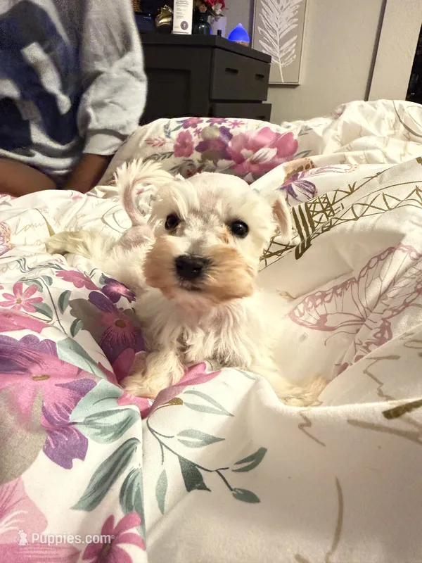 Drama – Miniature Schnauzer puppy for sale in Tucson, AZ